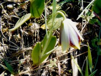 Dağların Değeri Bilinmeyen Hüzünlü Gelini; Fritillaria