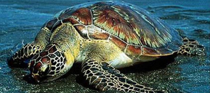 Binlerce Kaplumbağa Denizle Buluştu