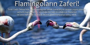 Flamingoların Zaferi