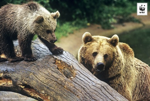 European brown bear and cub
