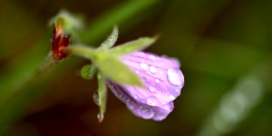 4 Mayıs / Çiçek Fırtınası (Bitkilerin Çiçek Açtığı Dönem)