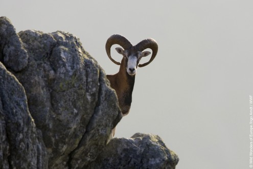 Mouflon (Ovis musimon) male on rock, Parc naturel regional du Haut-Languedoc, Caroux, France, July 2009.