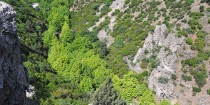 Sadağı Kanyonu Tabiat Parkı’nda Çınar Ağacı Olmak