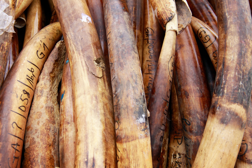 A pile of 1,293 elephant tusks and ivory products, audited and marked by WWF and TRAFFIC at the burning of Gabon's entire stockpile of illegally poached elephant tusks and ivory in Libreville, Gabon. Ordered by Gabon's President Ali Bongo, the burn signals the country's renewed commitment to fighting wildlife crime and the illegal killing of animals to supply the ivory trade and fund the crime syndicates that profit from it.
