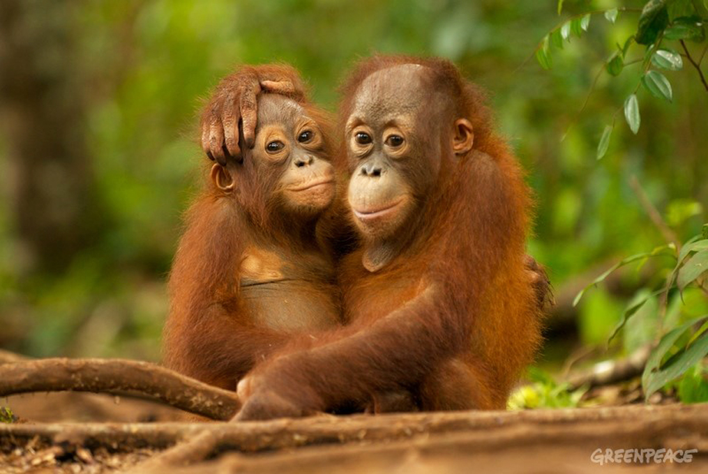 Young Orangutans hugging in Nyaru Menteng Orangutan reintroduction project  near Palangka Raya, Central Kalimantan. Nyaru Menteng Orang-Utan Auswilderungsprojekt bei Palangka Raya in Kalimantan auf Borneo. Auffangstation der Organisation BOSF (Borneo Orangutan Survival Foundation). Junge Orang-Utans (Pongo pygmaeus) umarmen sich.