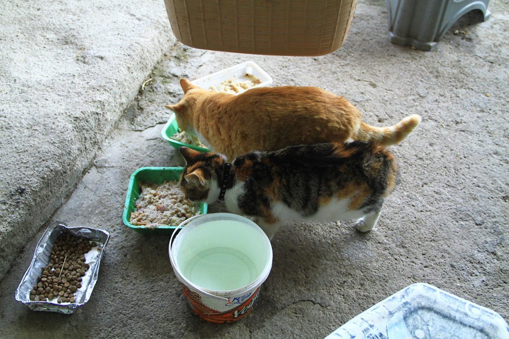 engelli kedi