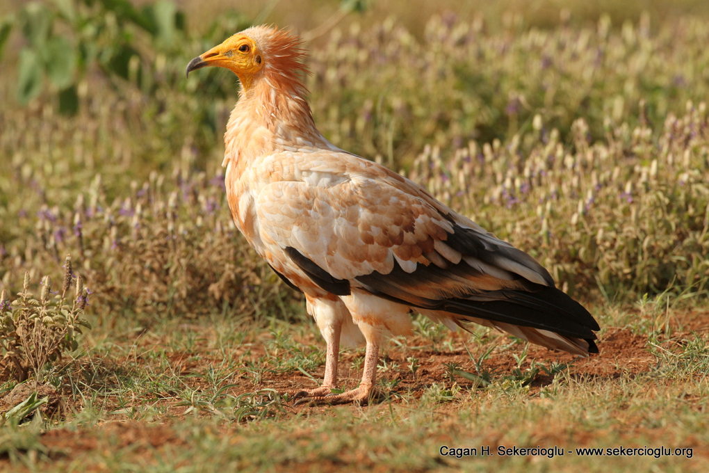 Egyptian Vulture - Neophron pernopterus