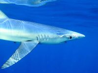 Akdeniz’in Köpekbalıkları ‘Tehlikede’