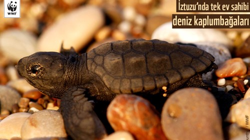 İztuzu’nda Tek Ev Sahibi Deniz Kaplumbağaları – Sırtçantam Gezi ve Kültür Dergisi